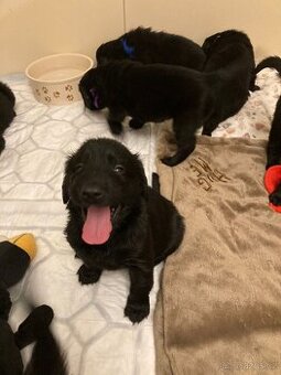 štěňátka Flat Coated Retriever