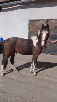 Prodám 2 letého pony hřebce