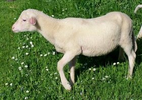 Ovce Lacaune - jehňata