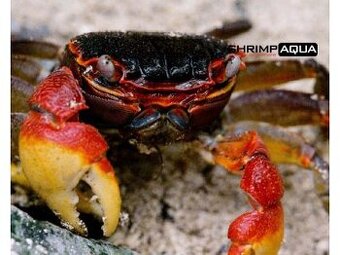 Největší ON-LINE AKVARISTIKA - www.shrimpaqua.eu