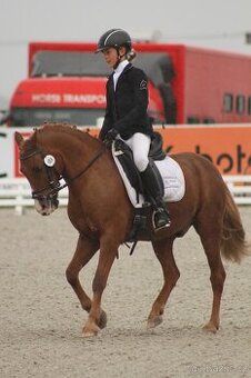Sportovní pony kategorie A - PRODÁN