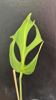 Raritní monstera BMB burle Marx Flame - 1