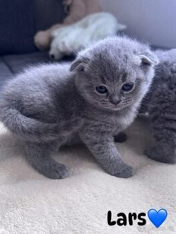 Skotská koťatká: Scottish fold a Scottish straight