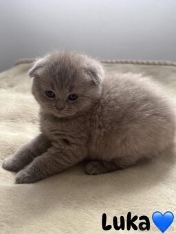 Skotská koťatká: Scottish fold a Scottish straight