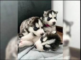 Úžasná štěňata sibiřského huskyho