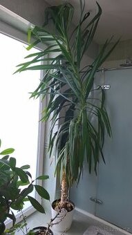 Dracena Reflexa