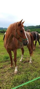 3l kobylka po QH x ČSP