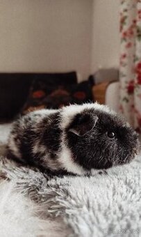 Morče US Teddy / samička morčátko