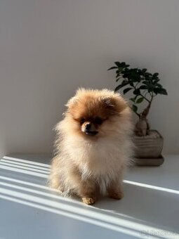 Fenka pomeranian