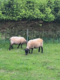 Ovce Suffolk
