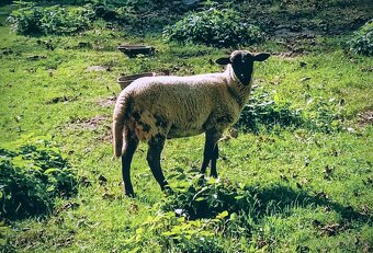 Ovce Suffolk