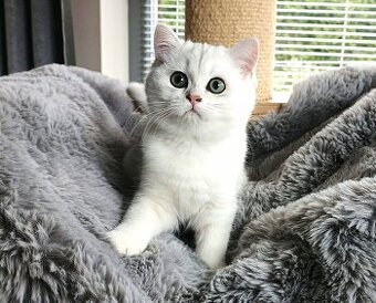 Britská silver shaded koťata s PP.