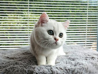 Britská silver shaded koťata s PP.