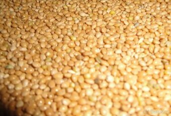 Slunečnice, pšenice, lesknice. kukuřice, len atd.