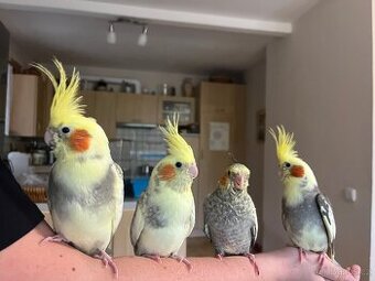 Ochočená korela mládě