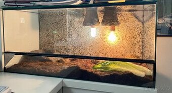 Suchozemská želva sedmiletá