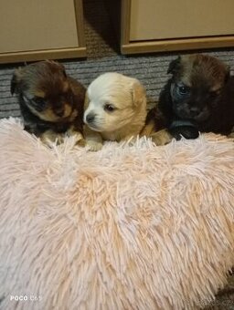 Yorksirsky/Jorksirsky terier X