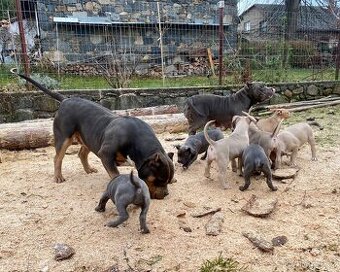 American Bully XL z rodinného chovu