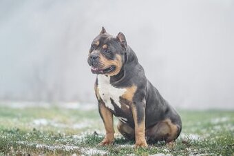 American Bully XL z rodinného chovu