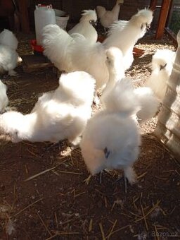 Hedvabničky bílé velké vousatá Eu