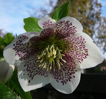 Čemeřice PRETTY ELLEN SPOTTED