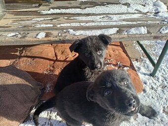 Německý ovčák, štěňata