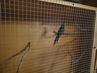 Papoušek mnohobarvy