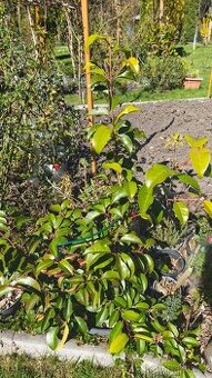 Exotické stále zelené keře