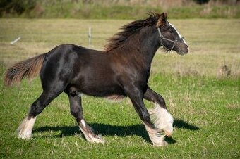 Hřebeček irský cob