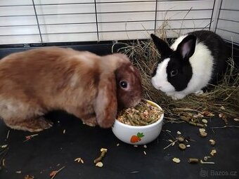 Daruji