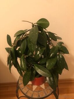 Voskovka (Stephanotis)