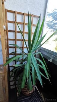 Yucca