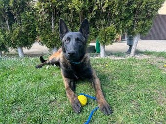 Belgický ovčák Malinois s PP