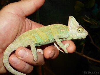 Chameleon jemenský