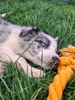 BORDER COLLIE - BLUE MERLE PEJSCI S PP