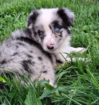 BORDER COLLIE - BLUE MERLE PEJSCI S PP - 1