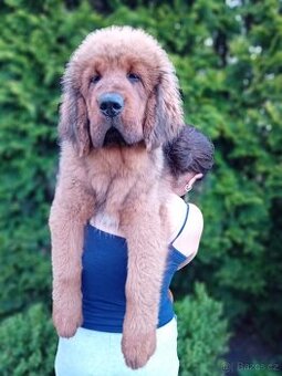 Tibetská doga štěňátka s průkazem původu