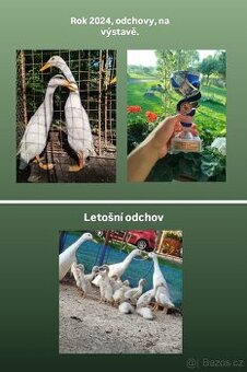 Kachňata indický běžec bílý