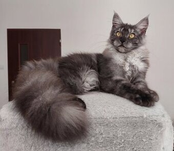 Maine coon, nainska myvalia s PP