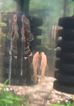Ancistrus sp. Hnědý/Zlatý