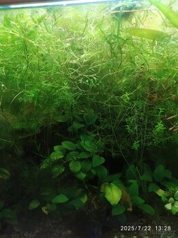 Akvarijní rostliny