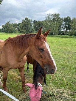 Klisna - společník