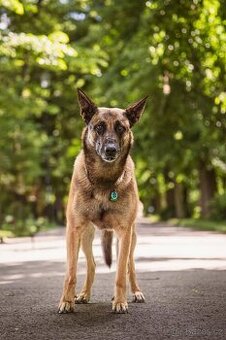 Krytí - Belgický ovčák malinois
