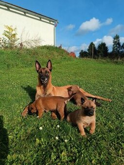 Belgický ovčák  Malinois