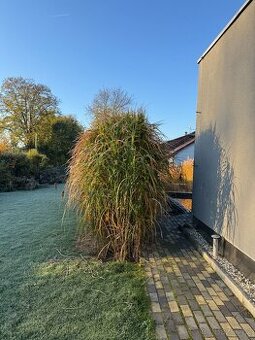Ozdobnice obrovská (rákos)