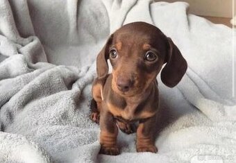 SHÁNÍM TRPASLIČÍHO JEZEVČÍKA