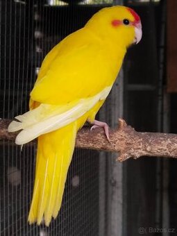 Kakariky,korela,andulka