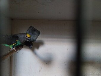 Papoušek zlutotemenny