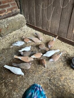 Hrdlička chechtavá