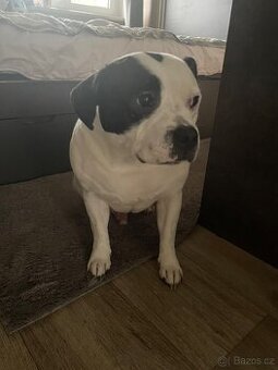 Stafordšírský bulteriér